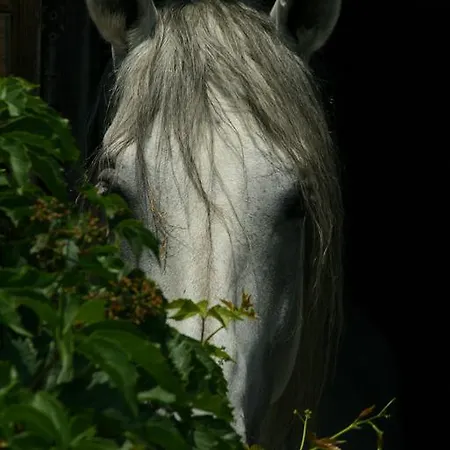 Venkovský dům Casale Le Due Querce